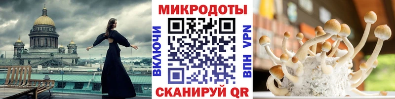 Псилоцибиновые грибы Psilocybine cubensis  Тюмень 